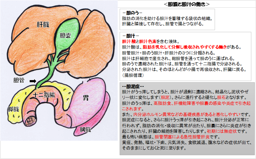 役割 胆嚢 a）胆嚢は消化器です。胆嚢の仕事について説明しましょう．