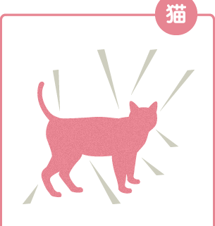 猫