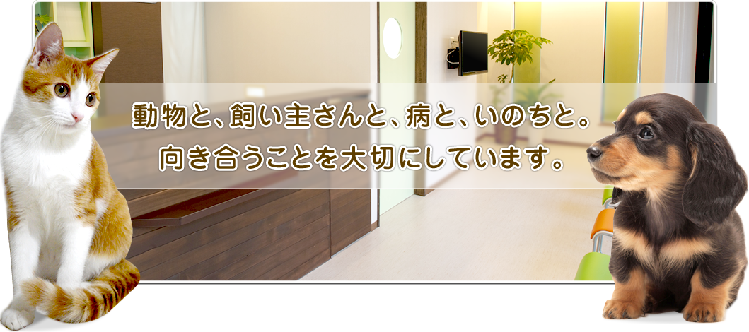 動物と、飼い主さんと、病と、いのちと。向き合うことを大切にしています。
