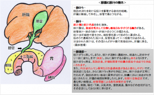 胆嚢１