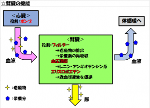 腎臓